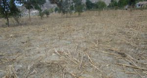 Fält som torkat i Haiti