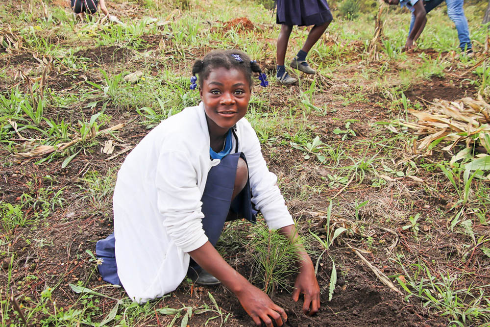 Hjelp til å lege Haitis skog