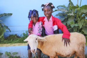202112 Haiti Bois Negresse Sheep 001